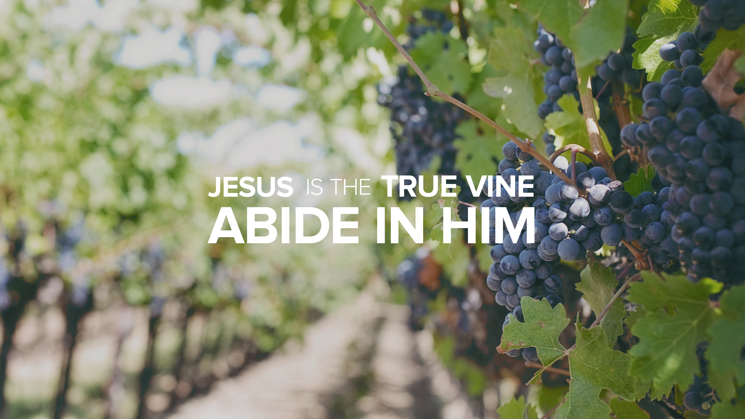 Image result for jesus the vine