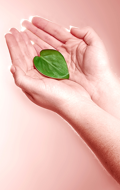 Image result for Proverbs 11 v 28