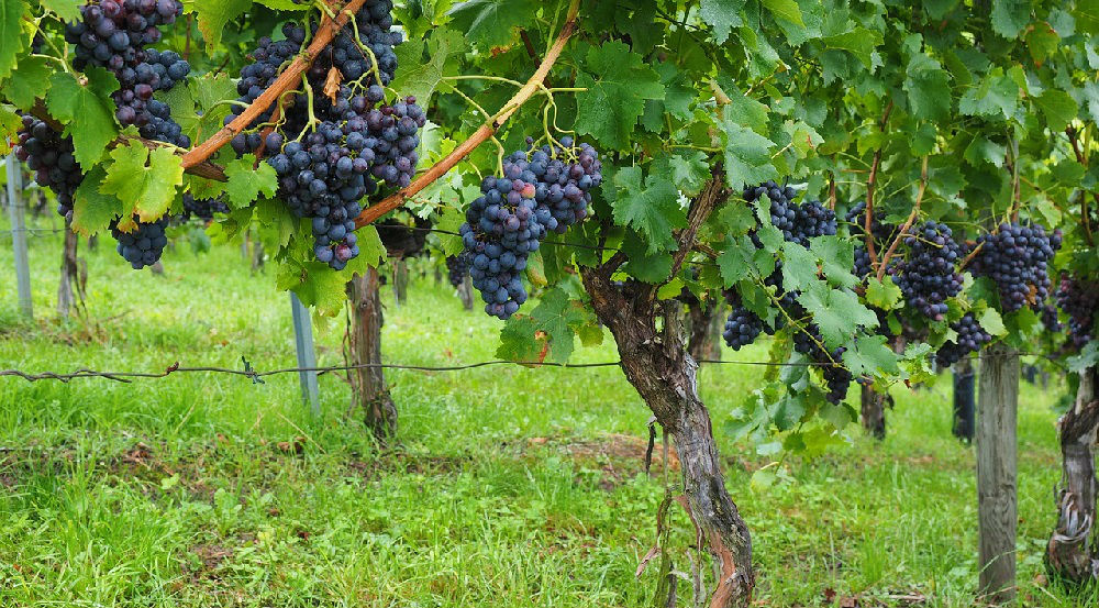 Image result for The Vine and the Branches