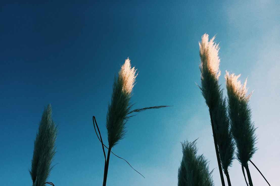 Stunted Pt. 3 The End of&nbsp;Rambling