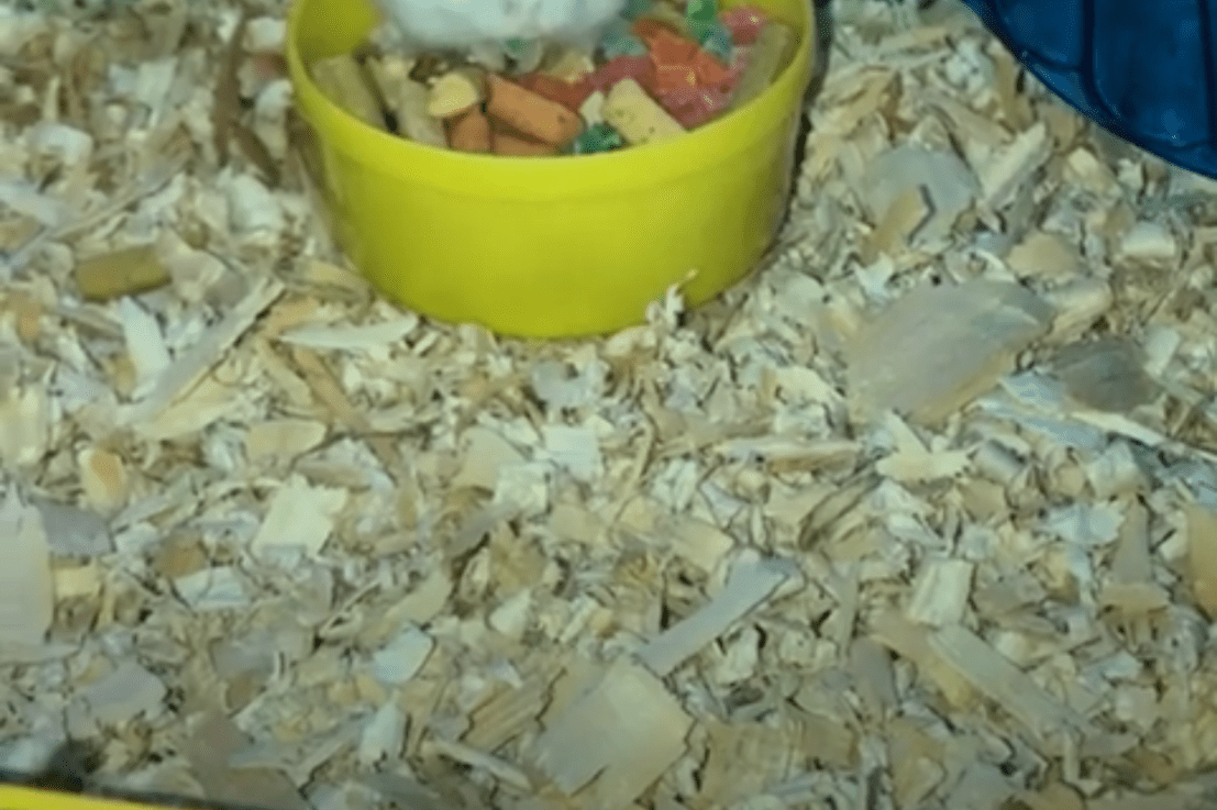 195-104th Days of 365 Thanks&nbsp;Giving