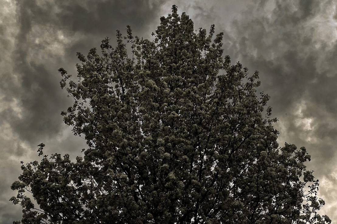 Excerpt From The_Alien_Sees