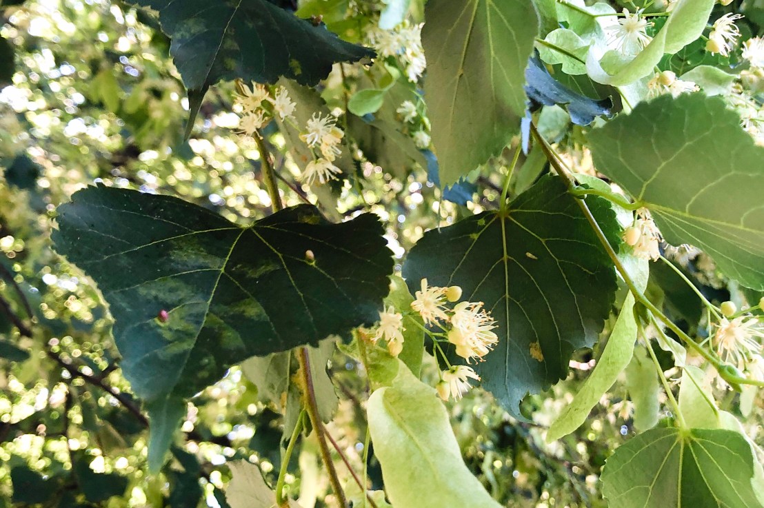 #5Things- 5 Life Lessons I’ve Learned During the&nbsp;Lockdown