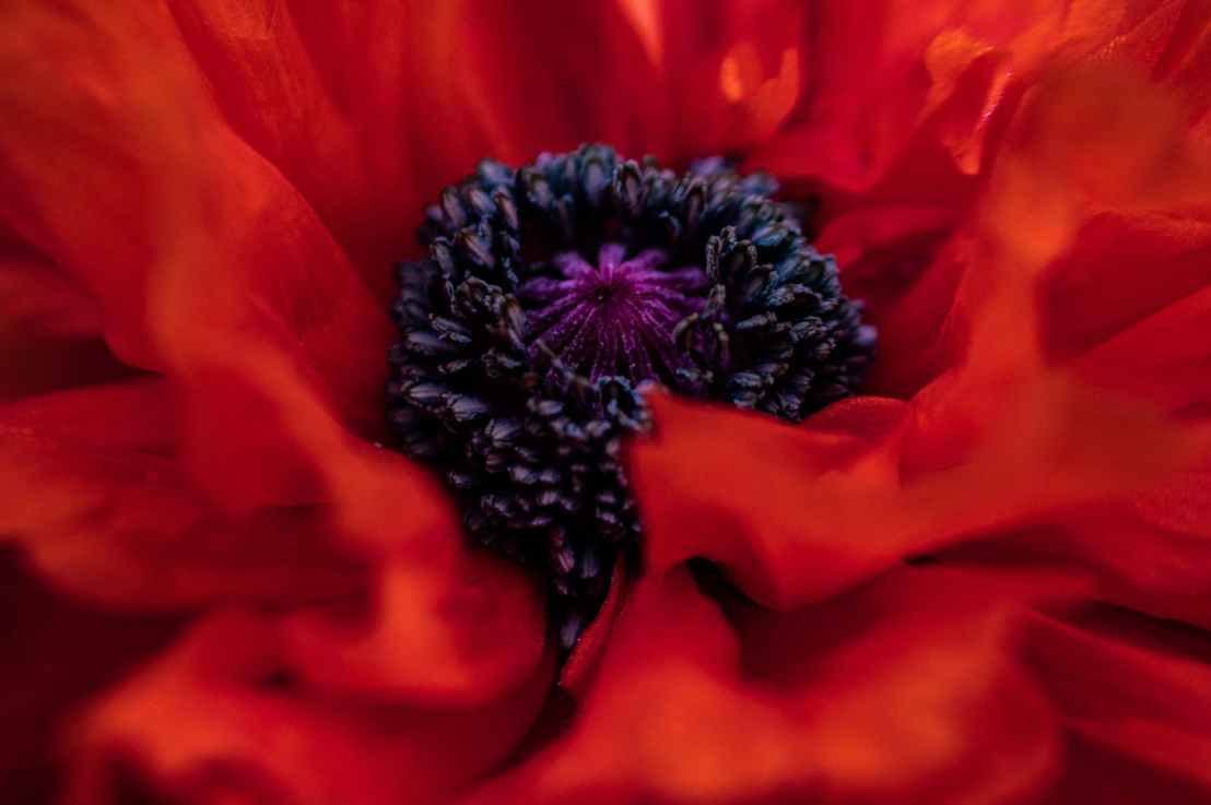 Veterans’ Day 2021